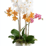 Orchids thanksgiving