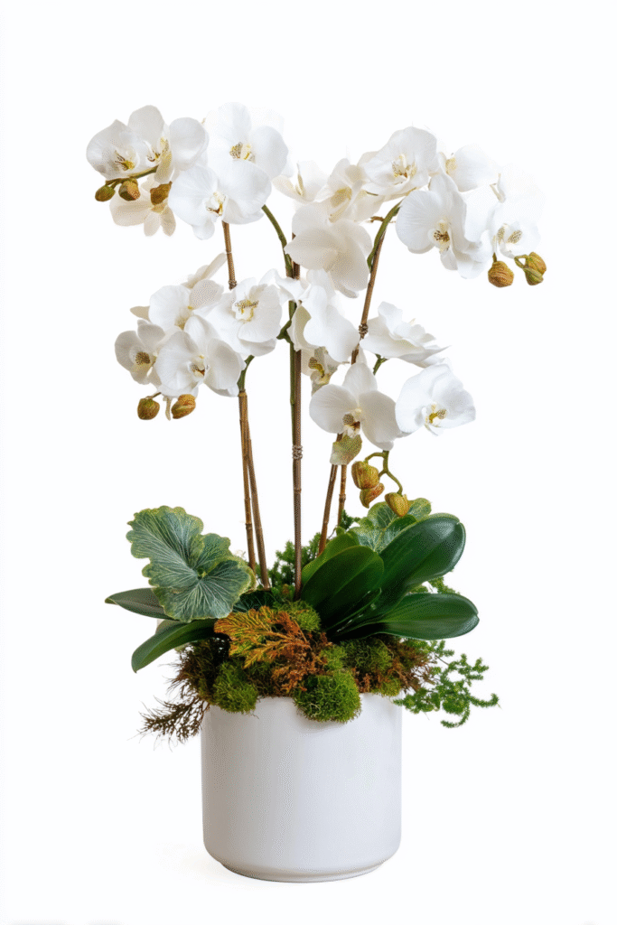 Orchids thanksgiving